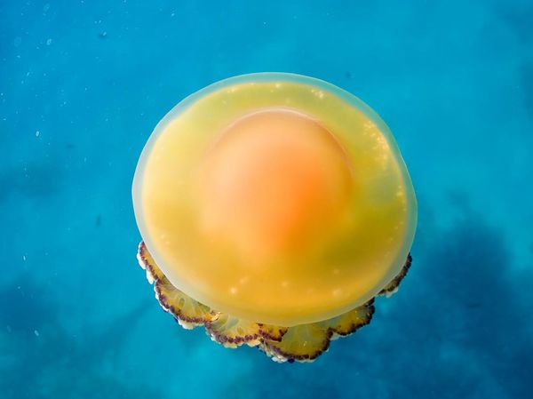 Lucu Banget, Penampakan Ubur-ubur Telur Ceplok