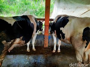 Waduh! Ternak di 4 Kabupaten Jatim Kena Penyakit Mulut dan Kuku Menular