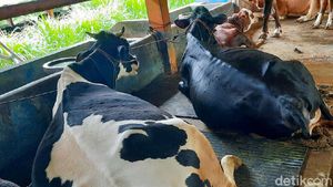 94 Ekor Sapi Perah Diungsikan dari Lereng Merapi