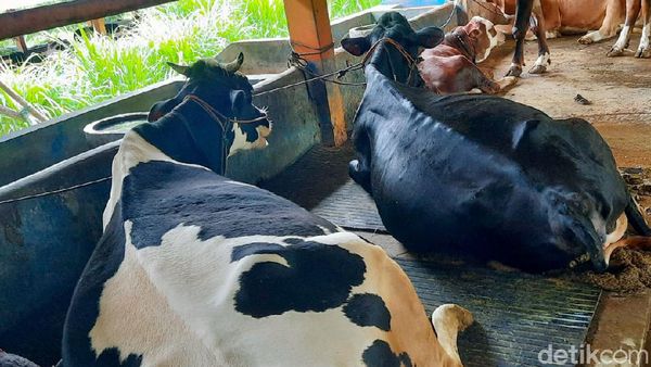 94 Ekor Sapi Perah Diungsikan dari Lereng Merapi