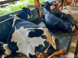 94 Ekor Sapi Perah Diungsikan dari Lereng Merapi
