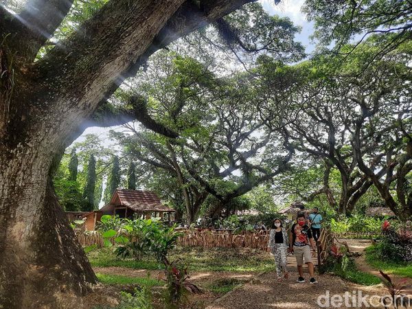 Potret Hutan De Djawatan, Mempesona di Kala Pandemi