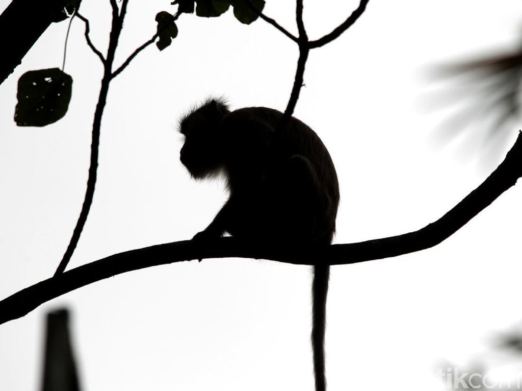 4 Fakta Kasus Pertama Virus Monkey B di China yang Berakhir Tewas 4 Fakta Kasus Pertama Virus Monkey B di China yang Berakhir Tewas