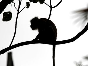 Kisah Lutung Kasarung, Cerita Rakyat Jawa Barat yang Populer Kisah Lutung Kasarung, Cerita Rakyat Jawa Barat yang Populer