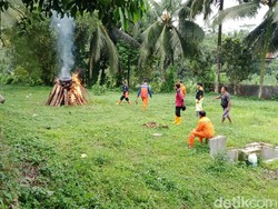 Teror Miliaran Semut di Banyumas, Entomolog: Habibatnya Terganggu
