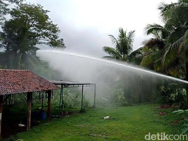 Pestisida hingga Water Canon Halau Serangan Semut di Banyumas