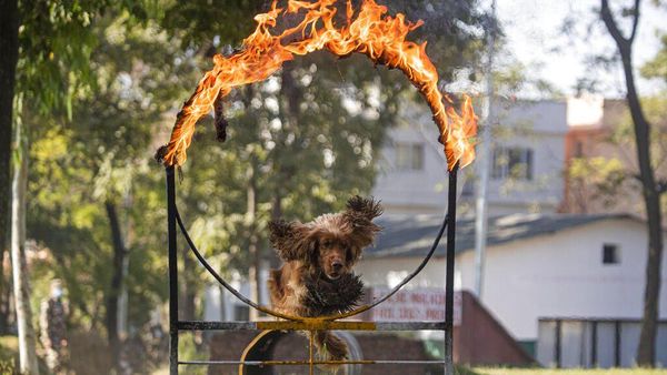 Potret Festival Anjing Kukur Tihar di Nepal
