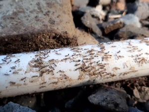 Rombongan Semut Menyerang Rumah Warga Banyumas