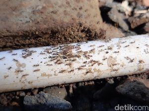 7 Fakta dari Teror Jutaan Semut di Cilongok Banyumas
