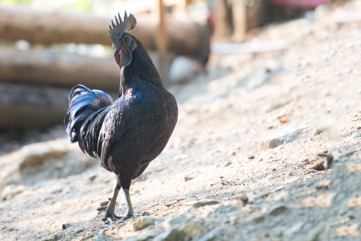 5 Fakta Ayam Cemani yang Sering Dikaitkan dengan Hal Mistis