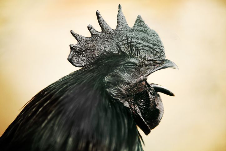 5 Fakta Ayam Cemani yang Sering Dikaitkan dengan Hal Mistis