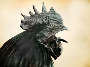 Ayam Cemani yang Hitam Total: Sejarah, Fakta Sains, dan Mitos Ayam Cemani yang Hitam Total: Sejarah, Fakta Sains, dan Mitos