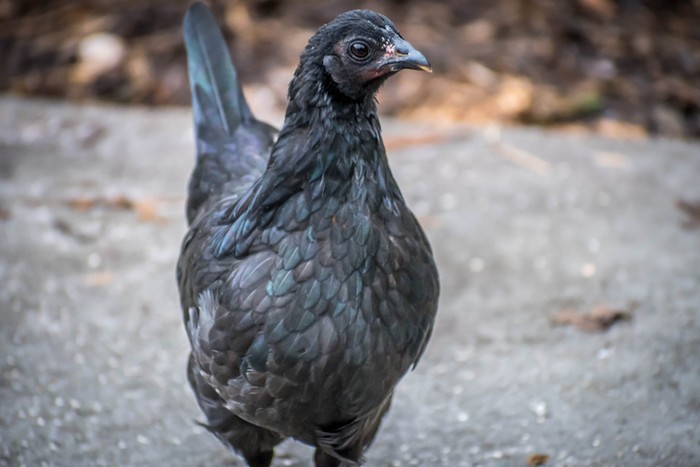 Ayam cemani 5 Fakta Ayam Cemani yang Sering Dikaitkan dengan Hal Mistis