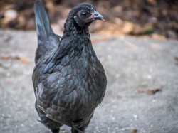 5 Fakta Ayam Cemani yang Sering Dikaitkan dengan Hal Mistis