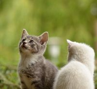Cara Ampuh Basmi Kutu Kucing! Dijamin Bersih Hingga ke Akar