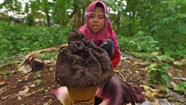Bunga Bangkai Ini Mekar di Kebun Milik Warga