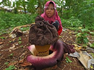 Bunga Bangkai Ini Mekar di Kebun Milik Warga Bunga Bangkai Ini Mekar di Kebun Milik Warga