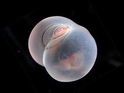 Bukan Jorok, Tapi Nama Spesies Ini Memang Cacing Pantat Babi