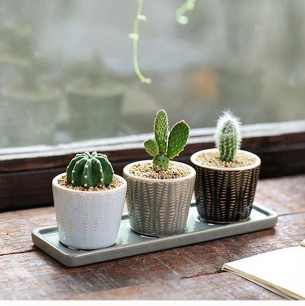 Foto: pinterest.com Cactus