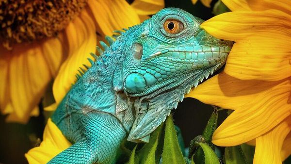 Karya Memukau Kontes Foto Hewan Agora, Jawaranya Banyak dari Indonesia