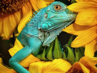 Karya Memukau Kontes Foto Hewan Agora, Jawaranya Banyak dari Indonesia