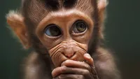 Foto Hewan Terbaik di Kontes Foto #Animals2020, Juara dari Jakarta
