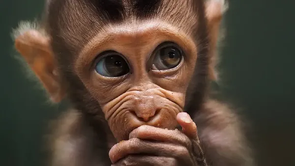 Foto Hewan Terbaik di Kontes Foto #Animals2020, Juara dari Jakarta