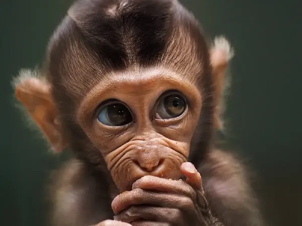 Foto Hewan Terbaik di Kontes Foto #Animals2020, Juara dari Jakarta