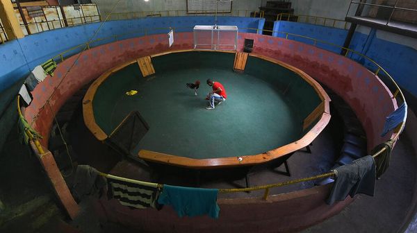 Foto: Club Sabung Ayam Venezuela Ini Tutup Selama Pandemi