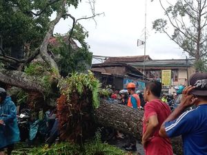 72 Pohon Rawan Tumbang, Pengendara-Warga Cianjur Diminta Waspada 72 Pohon Rawan Tumbang, Pengendara-Warga Cianjur Diminta Waspada