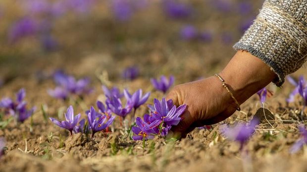 Kashmiri farmers remove the stigma of crocus flowers inside their house in Khrew, south of Srinagar, Indian controlled Kashmir, Saturday, Oct. 31, 2020. Stigmas are dried in the sun, becoming saffron, one of the most expensive and sought-after spices. (AP Photo/Dar Yasin)