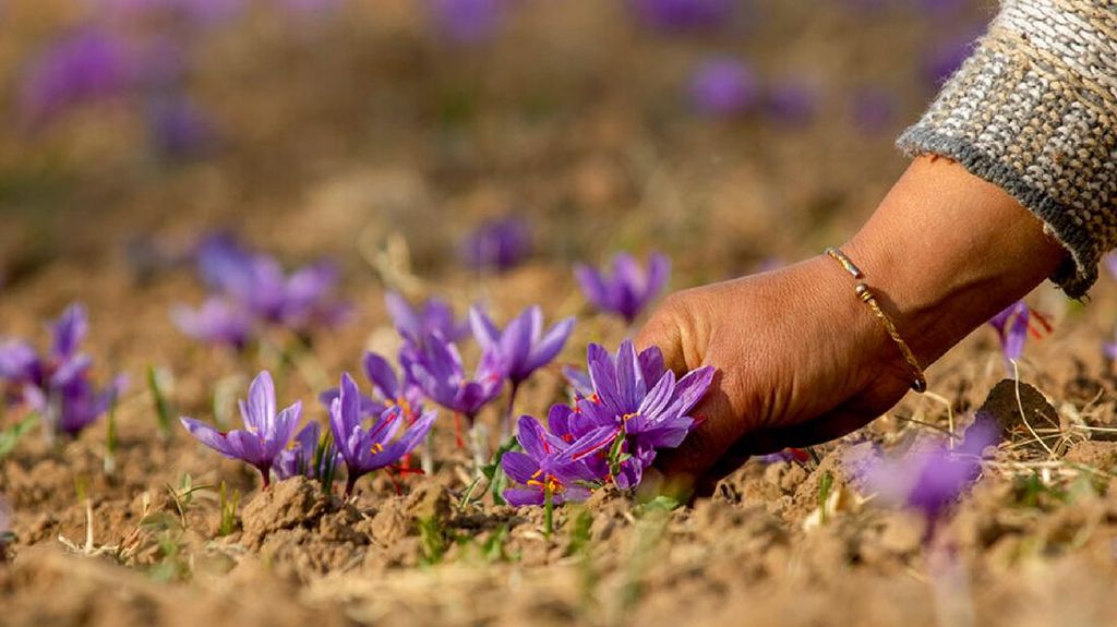 Saffron, Putik Bunga yang Jadi Rempah Berharga