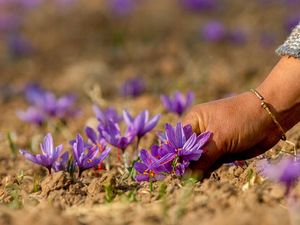 Saffron, Putik Bunga yang Jadi Rempah Berharga Saffron, Putik Bunga yang Jadi Rempah Berharga