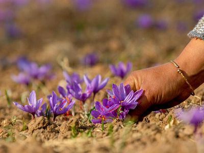 Saffron, Putik Bunga yang Jadi Rempah Berharga
