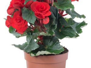 8 Tanaman Hias Tahan Panas Sinar Matahari, Mudah Dirawat