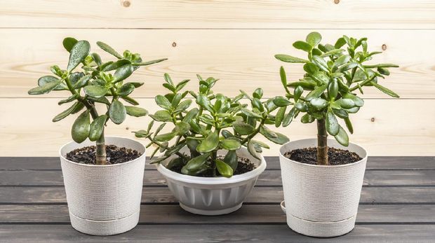 Succulent houseplant Crassula ovata in a pot on rustic background