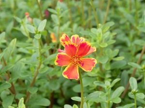 15 Jenis Tanaman Hias Bunga yang Cocok untuk Mempercantik Rumah