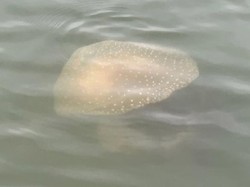 Ubur-ubur Selebar Pizza Muncul di Amerika, Bisa Rusak Kapal