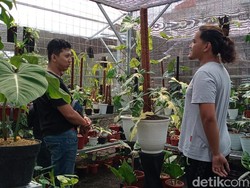 Bukti Tanaman Hias Lagi Tren, Viral Pria Rela Tukar Mobil Demi Punya Caladium