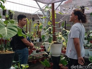 Bukti Tanaman Hias Lagi Tren, Viral Pria Rela Tukar Mobil Demi Punya Caladium Bukti Tanaman Hias Lagi Tren, Viral Pria Rela Tukar Mobil Demi Punya Caladium