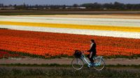 Indahnya Taman Bunga Tulip di Lisse Belanda