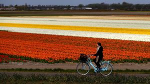 Indahnya Taman Bunga Tulip di Lisse Belanda