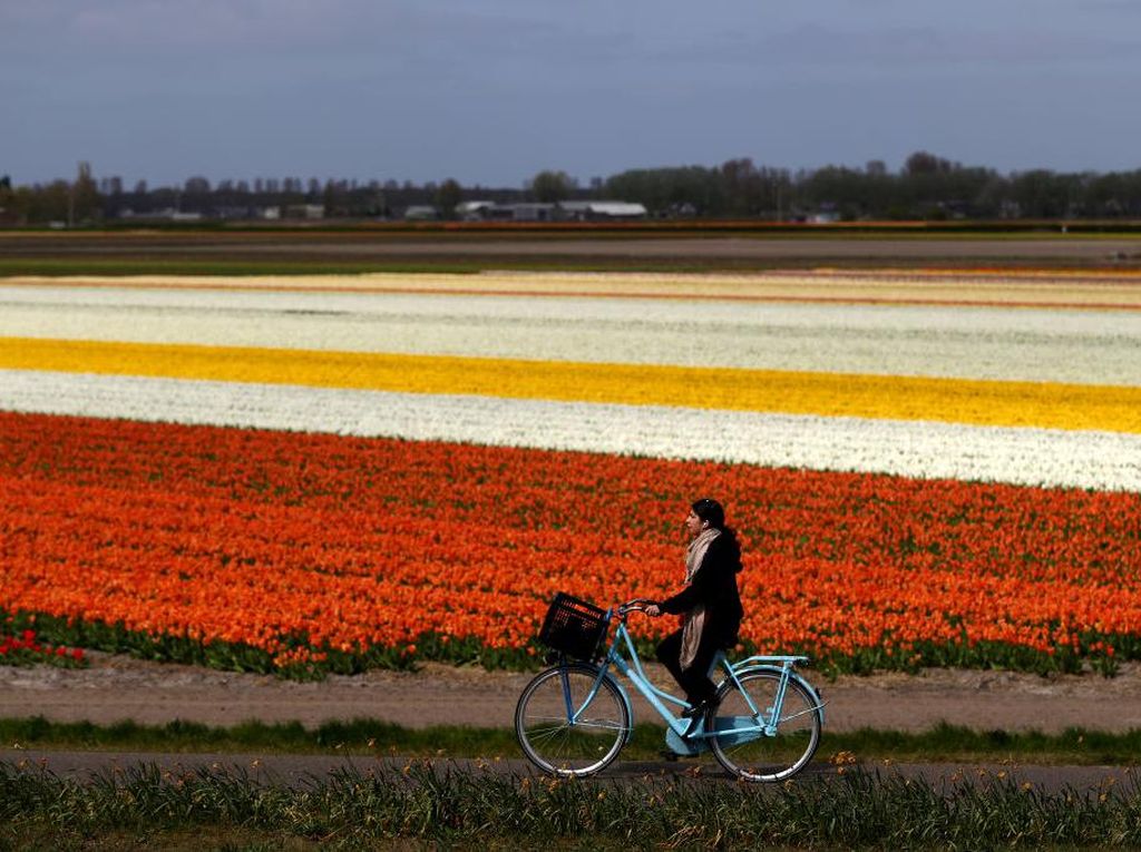Indahnya Taman Bunga Tulip di Lisse Belanda