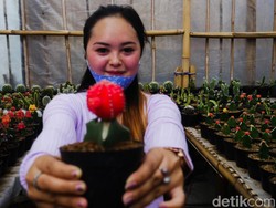 Berburu Kaktus dan Sukulen di Lembang Buat Dekorasi Rumah