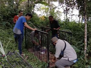 Jejak-jejak Beruang Madu yang Meresahkan Warga Kelok 44 Agam Jejak-jejak Beruang Madu yang Meresahkan Warga Kelok 44 Agam