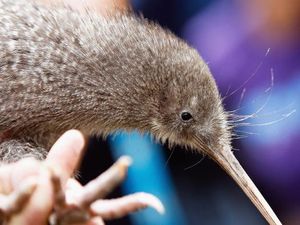 Elus Burung Kiwi Bikin Selandia Baru Marah, AS pun Minta Maaf Elus Burung Kiwi Bikin Selandia Baru Marah, AS pun Minta Maaf