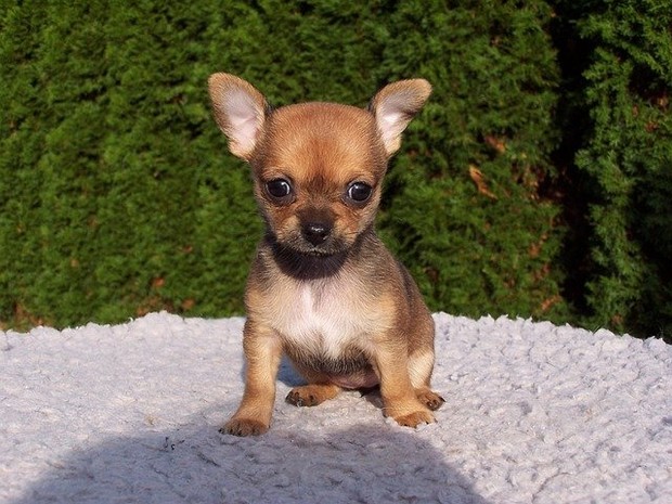 Chihuahua/sumber:pixabay.com Chihuahua
