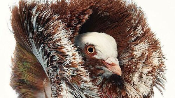 Foto Portrait Burung yang Tak Kalah Kece dari Model Manusia