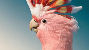 Potret Close Up Burung Langka yang Memukau