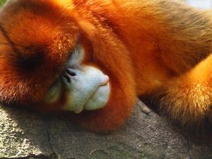 Primata Paling Langka Dunia yang Suka Bersin